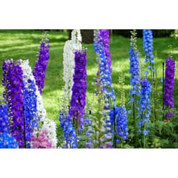 Gói 50 Hạt giống Hoa Phi Yến Nhiều Màu 2