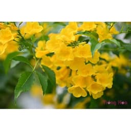Gói 0.4gr hạt giống hoa Huỳnh Liên 1