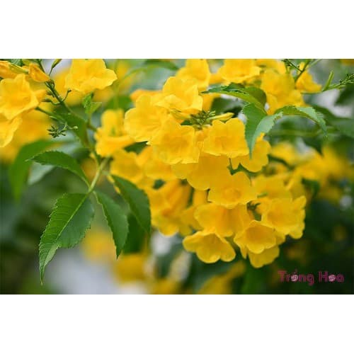 Gói 0.4gr hạt giống hoa Huỳnh Liên