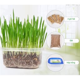 Bộ kit trồng cỏ mèo - cỏ lúa mạch cho mèo 2