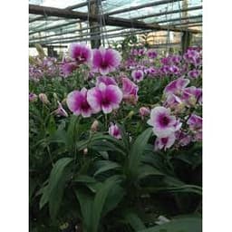 [Cây giống] Lan Dendro mini hàng cây giống nhiều thân cực đẹp - giống lan siêng hoa, dễ chăm 5