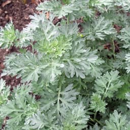 Gói 50 hạt giống Ngải Đắng Wormwood 4