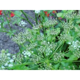 Gói 50  hạt giống Tiểu Hồi Anise 5