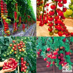 Gói 0.1g cà chua Cherry - cà chua bi F1 4
