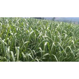 Gói 100g cỏ sả lá lớn Mombasa Ghine 3