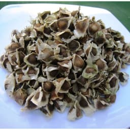 Gói 1kg hạt giống cây chùm ngây 2