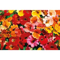 Gói 0.01GR hạt giống hoa Mây Nhiều Màu (Hoa Mây) 6