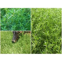 Gói 100GR hạt giống Cỏ Đậu STYLO 1