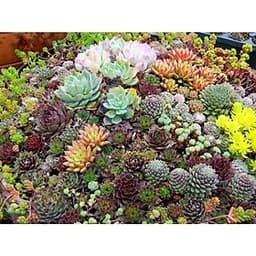 Gói 5 hạt giống Sen Đá Mỹ Mix Mini 1