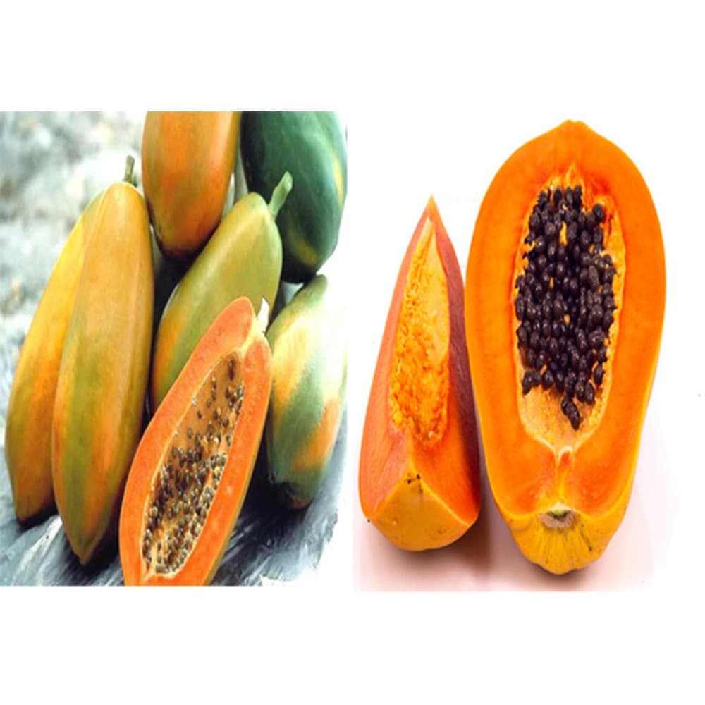 Gói 5 hạt giống đu đủ lùn Thái Lan F1 Quý Phi