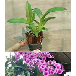 [Cây giống] Lan Dendro mini hàng cây giống nhiều thân cực đẹp - giống lan siêng hoa, dễ chăm 1