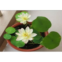 Gói 5 hạt giống sen mini Nhật 10 màu 6