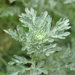 Gói 50 hạt giống Ngải Đắng Wormwood 2