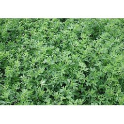 Gói 1KG hạt giống Cỏ Đậu ALFALFA 3