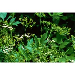 Gói 50  hạt giống Tiểu Hồi Anise 4
