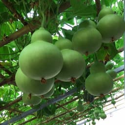 Hạt giống bầu hồ lô cao sản - siêu quả - quả xanh bóng vị ngọt - trồng quanh năm - thu hoạch sau 40 ngày 3
