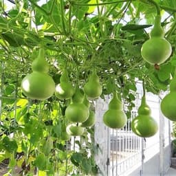 Hạt giống bầu hồ lô cao sản - siêu quả - quả xanh bóng vị ngọt - trồng quanh năm - thu hoạch sau 40 ngày 6