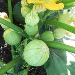 Gói 4 hạt giống bí ngòi banh xanh sáng F1 2