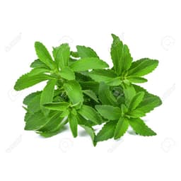 Gói 5 hạt giống Cỏ Ngọt Stevia 4