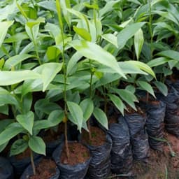 CÂY GIỐNG GIÓ BẦU , TRẦM HƯƠNG [mua10 cây tặng 1 cây] 2