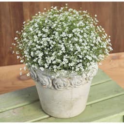 Gói 100 hạt giống hoa baby trắng trồng chậu - Gypsophila Gypsy / Baby breath - Nanuseed 6