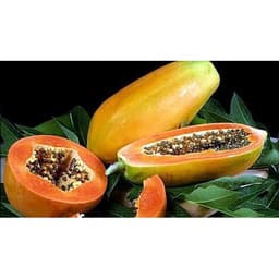 Gói 5 hạt giống đu đủ lùn Thái Lan F1 Quý Phi 3
