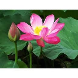 Gói 10 hạt giống sen ta - Sen Hồng Việt Nam - Vietnamese Lotus 4