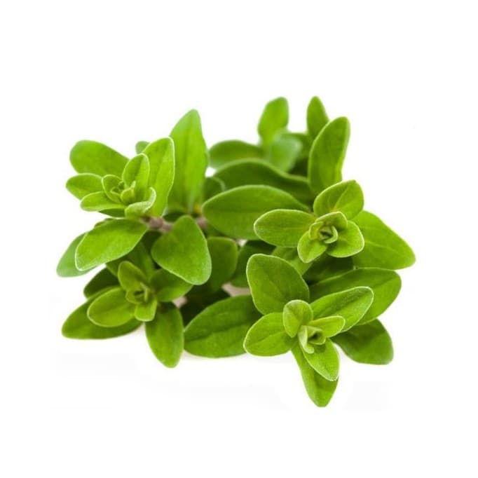 Gói 100 hạt giống Marjoram Kinh Giới Ngọt