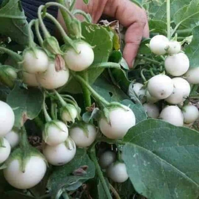 Hạt giống cà pháo trắng năng xuất hàng công ty