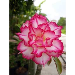 Gói 10 hạt giống hoa sứ Thái kép mix đủ 10 màu 7