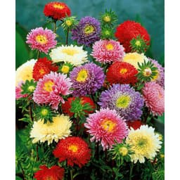 Hạt Giống Hoa Cúc Magic Mix Rất Nhiều Màu Sắc 5