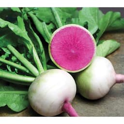 Gói 20 hạt giống củ cải vỏ xanh ruột đỏ Raphanus Sativus 3