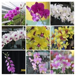 [Cây giống] Hoa lan Dendro MÀU NẮNG dễ trồng, siêng hoa, giao màu ngẫu nhiên, không lựa màu 3
