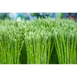 Gói 50 hạt giống măng tây California Mỹ - US.S. ASPARAGUS 5