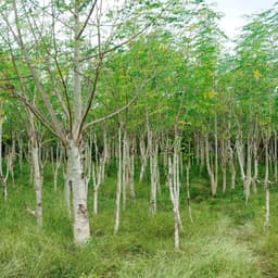 Gói 10 hạt giống Chùm Ngây 4