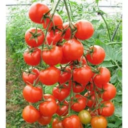 Gói 0.1g cà chua Cherry - cà chua bi F1 1