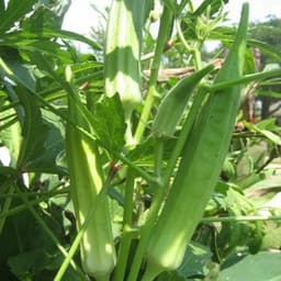 Hạt giống đậu bắp xanh năng suất cao 3