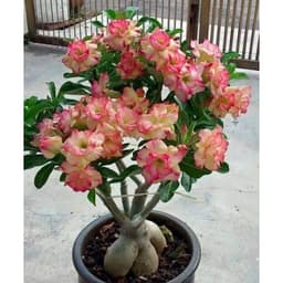 Gói 10 hạt giống hoa sứ Thái kép mix đủ 10 màu 6