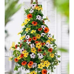 Gói 0.5GR hạt giống hoa Ánh Dương Nhiều Màu (dây leo) 1