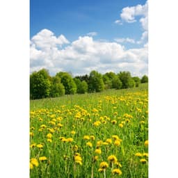 Gói 100 hạt giống cây bồ công anh Thấp (Dandelion) -  Taraxacum officimale Bigg 2