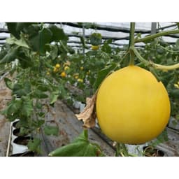 Gói 10 hạt giống dưa lê hồng kim 4