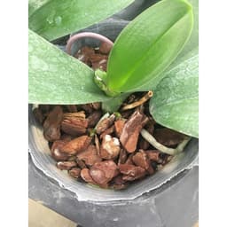 Vỏ thông đỏ băm nhỏ - Giá thể trồng lan chuyên dụng size 2-3cm hàng đẹp cây lan ta trông sẽ phát triển nhanh và không ph 2