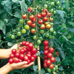 Hạt giống cà chua bi chùm siêu quả 2