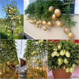 Gói 5 hạt giống dưa Pepino F1 1