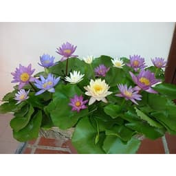 Gói 5 hạt giống hoa súng mini nhiều màu - Thế Giới Rau Mầm Shop 7