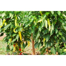 Gói 0.1g hạt giống ớt lai F1 sừng vàng Châu Phi 4