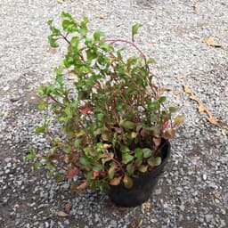 Chậu cây giống rau dền Nhật - cải Xoong Nhât- giống rau bổ dưỡng cực dễ trồng 3
