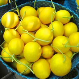 Gói 0.2GR hạt giống Dưa Lê F1 Kim Hoàng Hậu 5