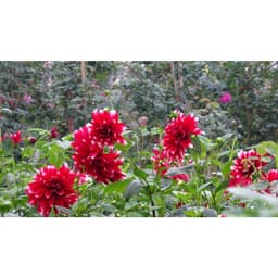 Hạt Giống Hoa Thược Dược Siêu To Mix Đủ Màu 2