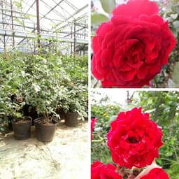 [Hoả tốc HCM] Cây giống hoa hồng leo cổ hải phòng giống hồng leo có màu đỏ nhung, bầu rễ khỏe mạnh nhanh ra hoa 3